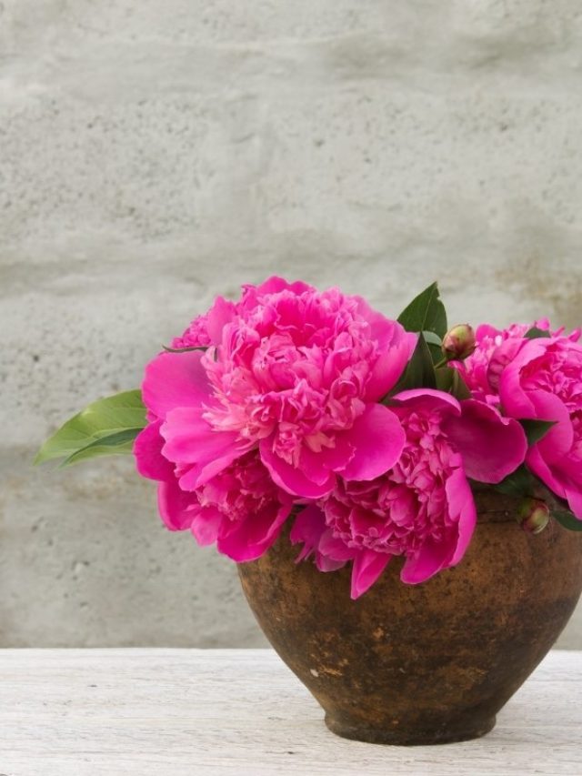 A Guide On Growing Peonies In Pots