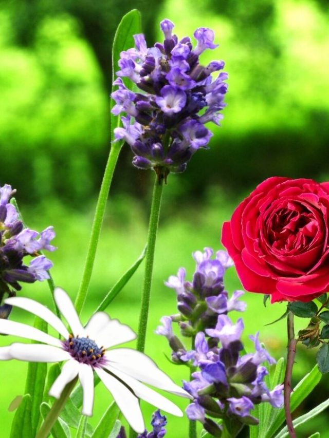 A Quick Look At Some List Of Lavender Companion Plants