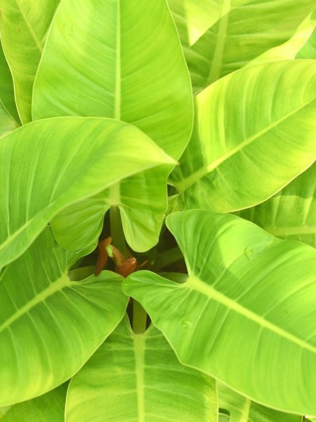 All About Golden Goddess Philodendron And General Care For The Plant