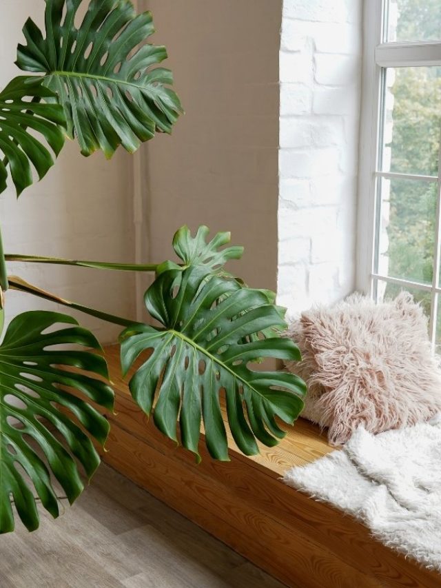 All About Monstera Acacoyaguensis And General Plant Care Tips