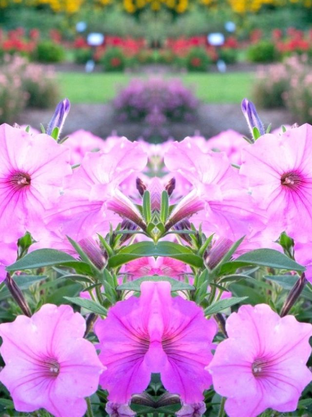 All About Supertunia Vista Bubblegum