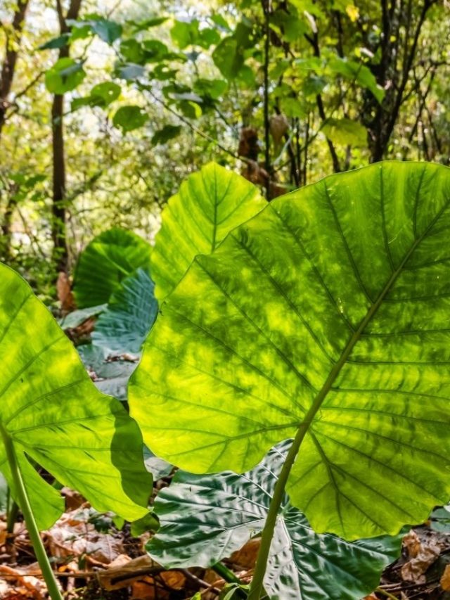 An Indepth Study On Alocasia Sumo