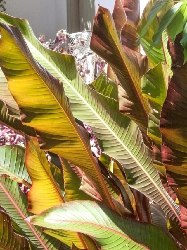 Causes Of Snake Plant Brown Tips