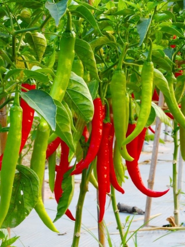 Do Pepper Plants Grow Back Every Year?