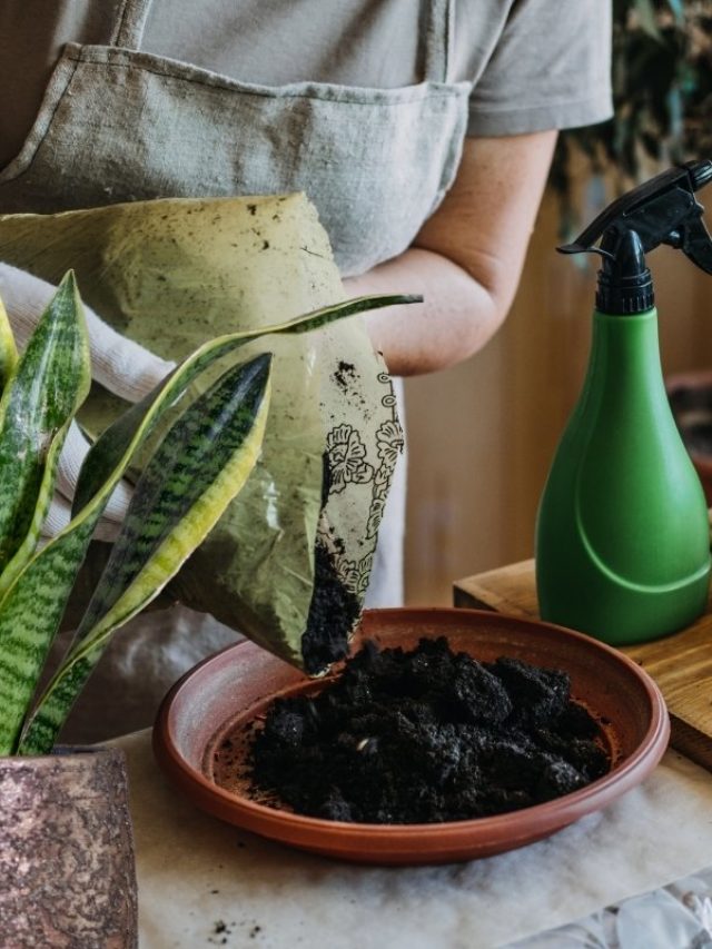 Everything You Need To Know About Repotting A Snake Plant