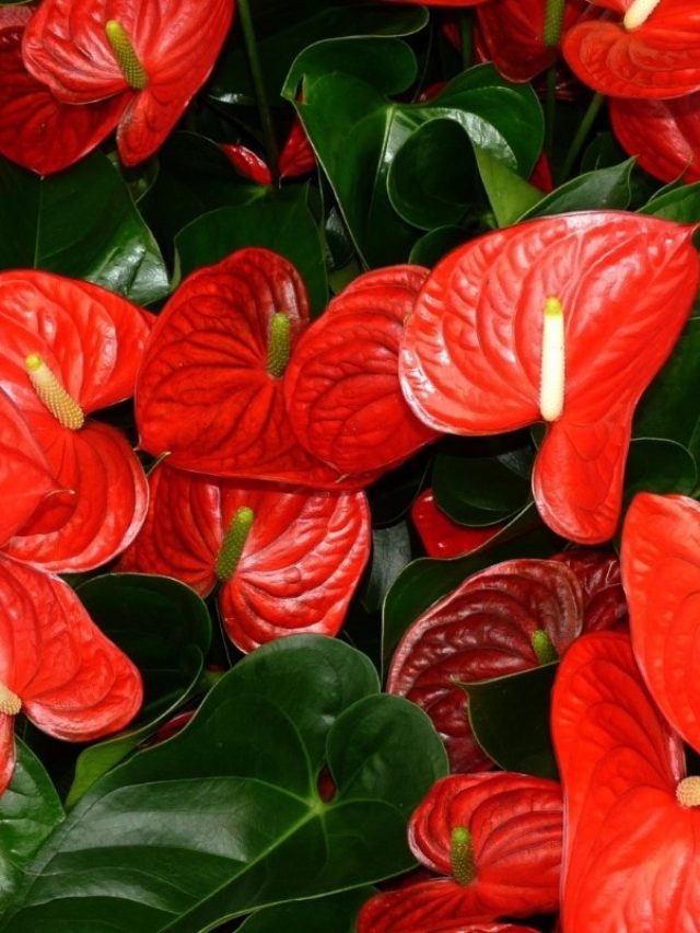 Fascinating Details About Anthurium Ace Of Spades