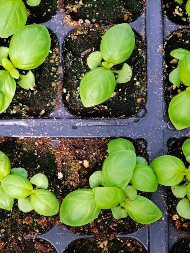 Get To Know How Many Basil Seeds Per Pot