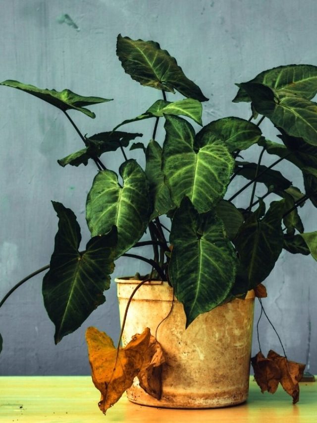 An important thing is for you to always follow the right watering schedule for the kind of location where you’re growing your ivy plants. Be it inside or outside. This will help keep them healthy.