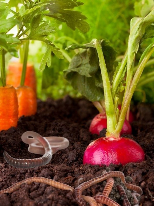 Get To Know Some Of The Best Worms For Vegetable Garden