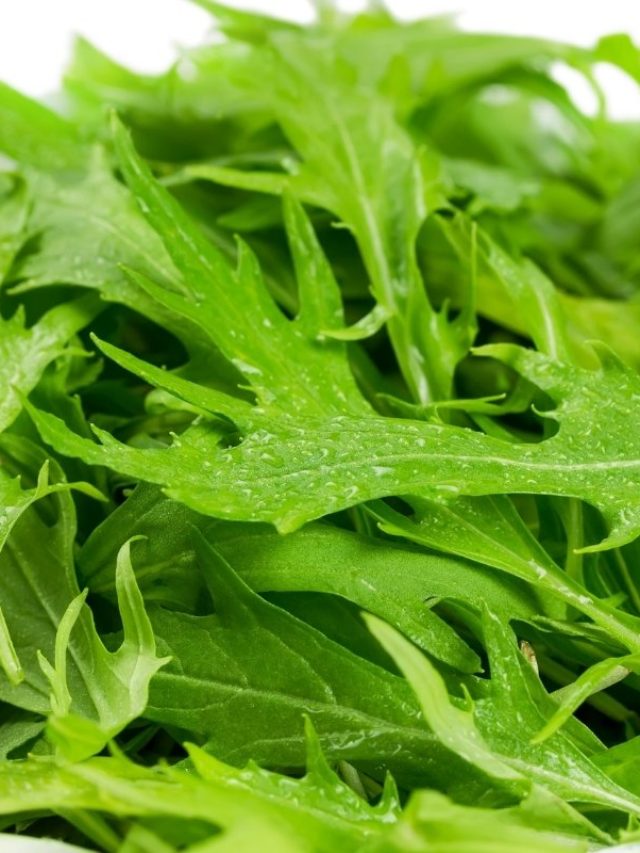 Get To Know The Different Types Of Arugula