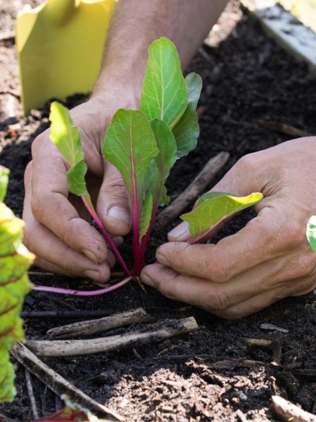 How Deep To Plant Head Lettuce