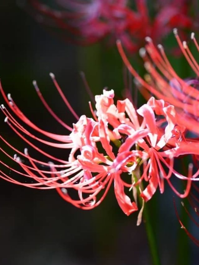 Growing The Pink Spider Lily From Seed