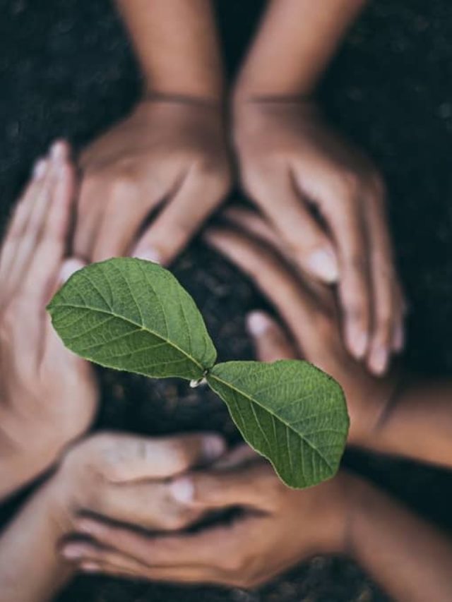 A Guide On How To Give Plants Calcium?