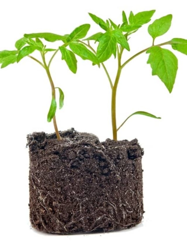 How Deep Do Tomato Roots Grow?