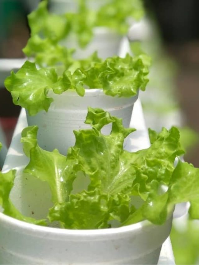 How Long Does It Take For Lettuce To Grow?