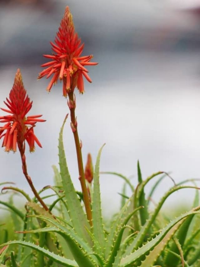 Everything You Need To Know About Aloe Vera Bloom