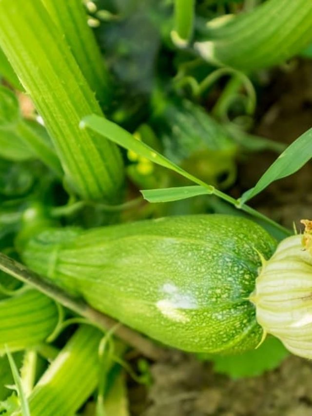 Do Zucchini Plants Climb And Require Support?