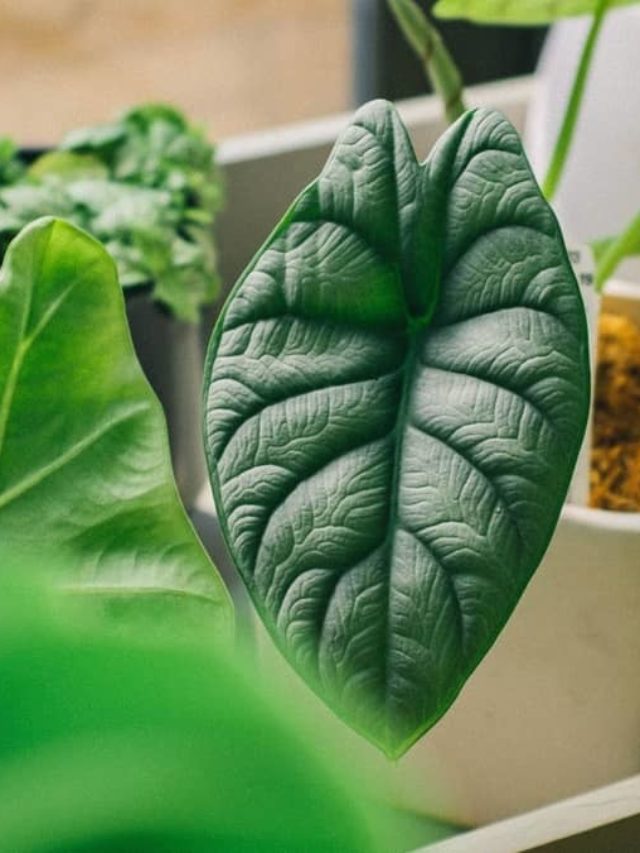 Detailed Information About Alocasia Azlanii