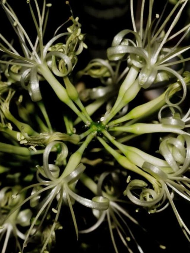 Does Snake Plant Flowers?