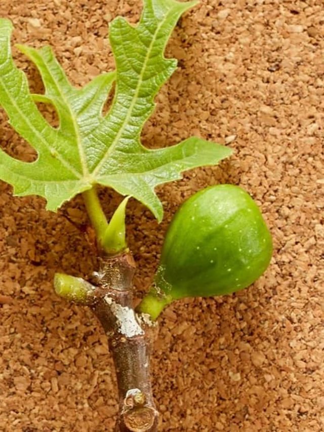 Can You Use Fig Tree Cuttings To Grow A New Tree?