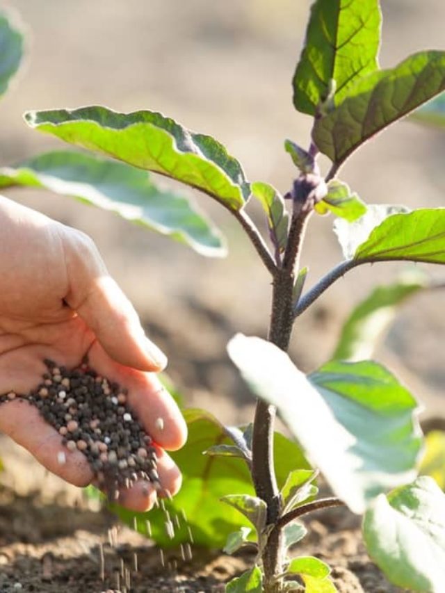 Does Fertilizer Go Bad?