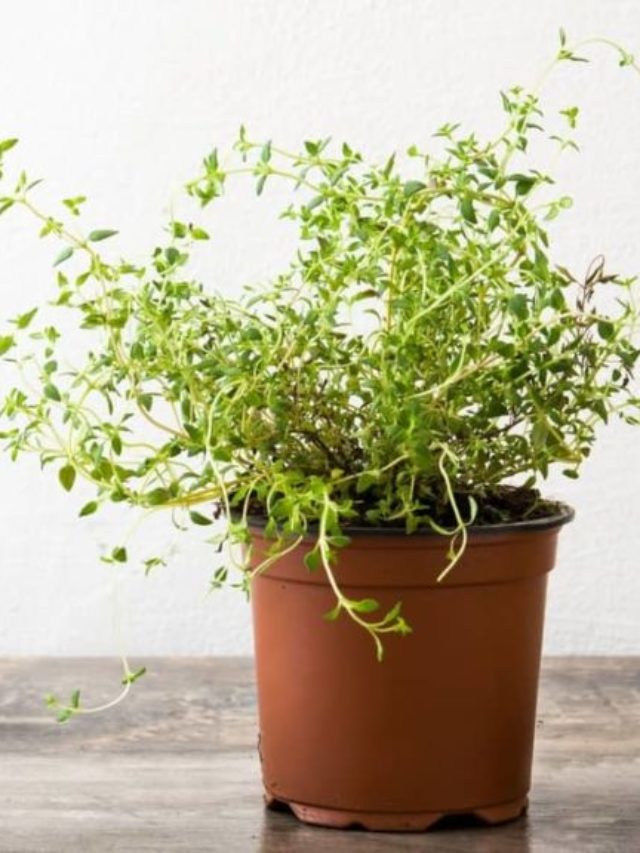 3 Major Ways How To Propagate Thyme