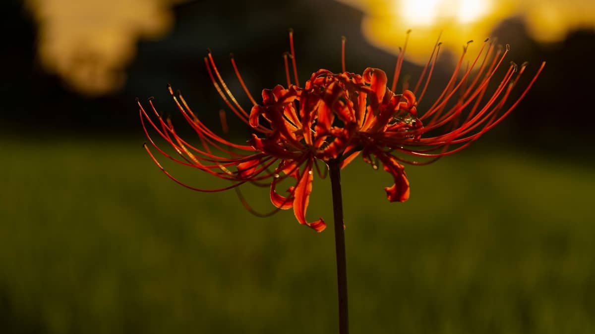 El magnífico lirio araña rojo y todo lo que hay que saber - Grower Today