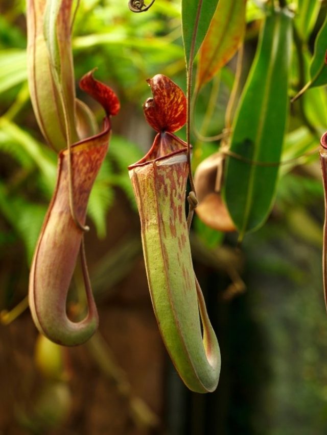 Best Tips To Feed A Pitcher Plant Grower Today