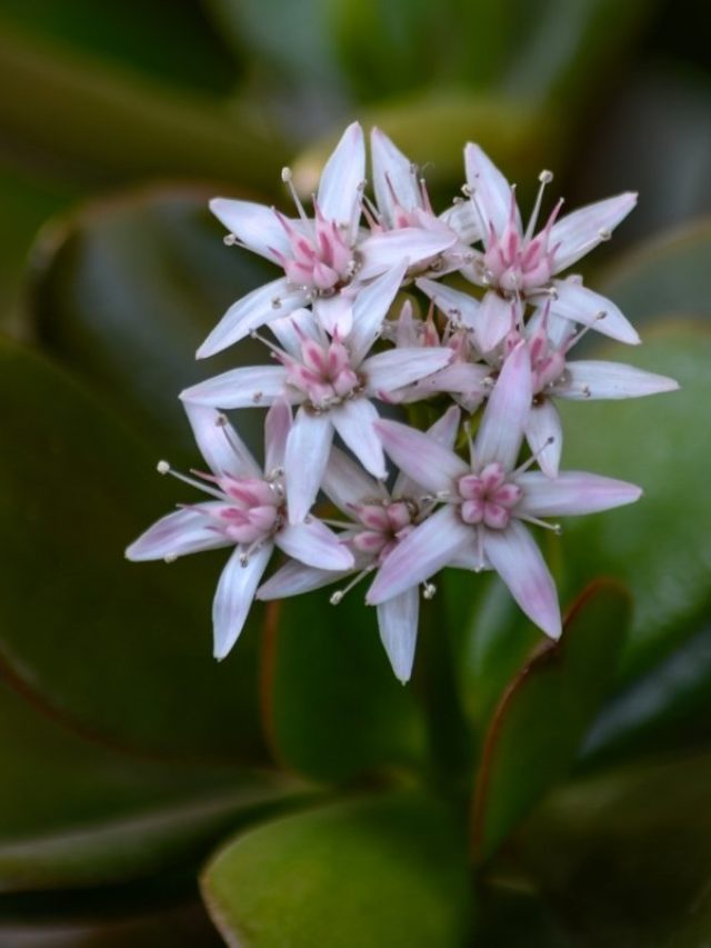 An In-depth Look Into Jade Plant Meaning