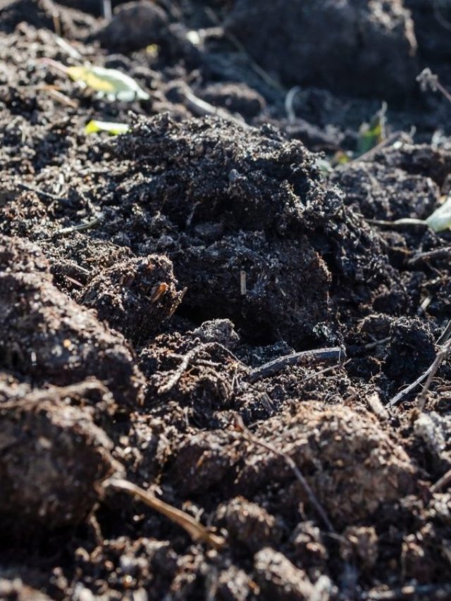 Find Out If Potting Soil Really Goes Bad
