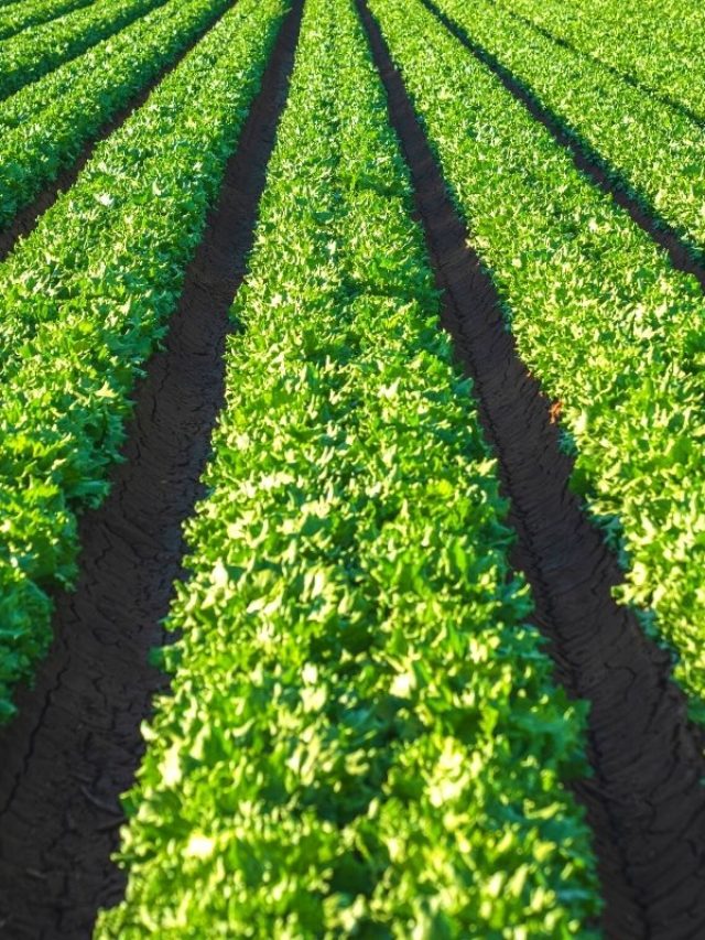 How Much Sun Does Lettuce Need?