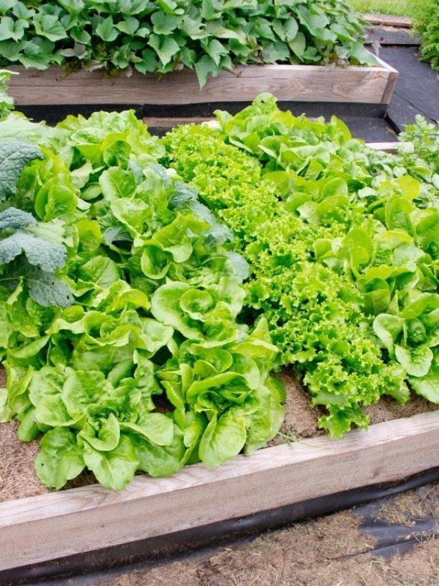 How To Harvest Kale So It Keeps Growing