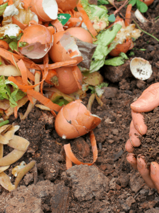 The Ultimate List of Things You can Compost