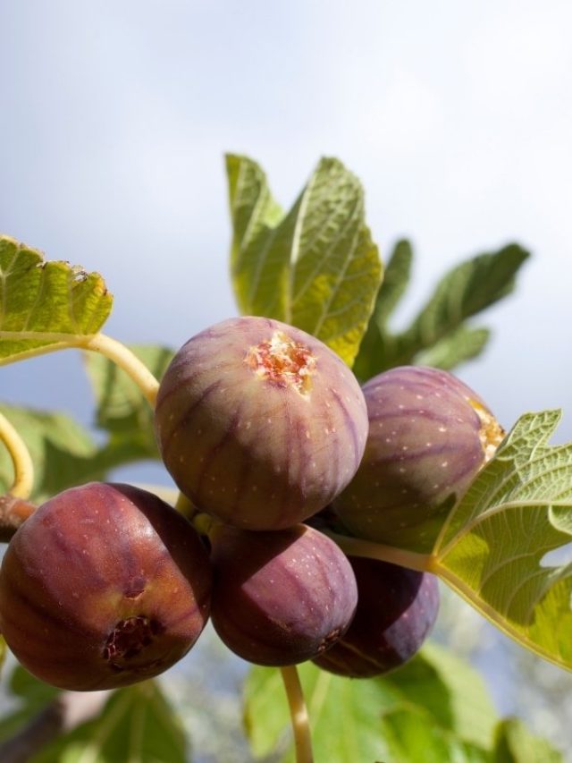 Efficient Method To Propagate Fig Tree