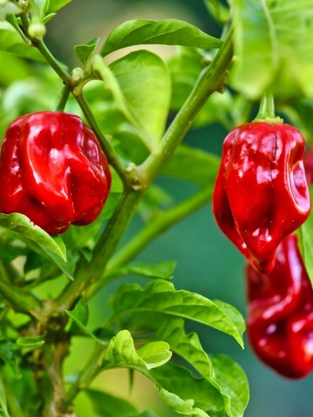 Peppers Rotting On Plant – Causes And Solutions