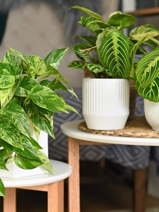Prayer Plant Problems And Possible Remedies