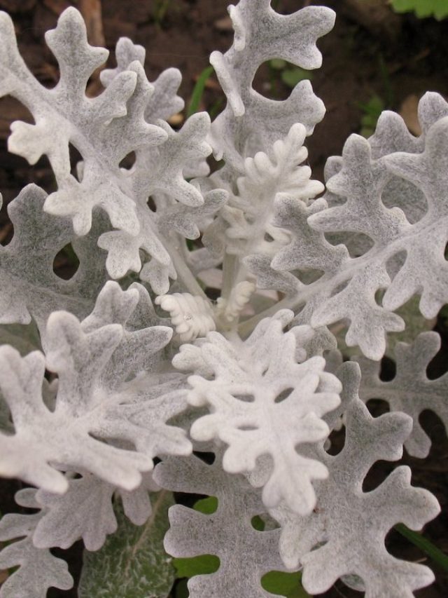 7-different-types-of-dusty-miller