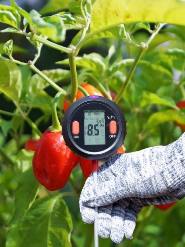 The Right Soil pH For Peppers