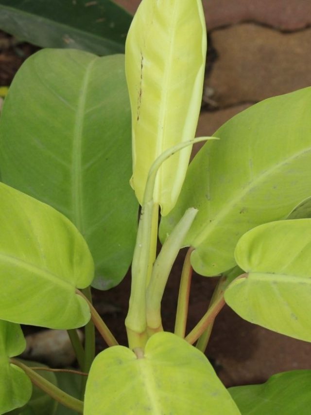 The Ultimate Care Guide To Growing Philodendron Thai Sunrise