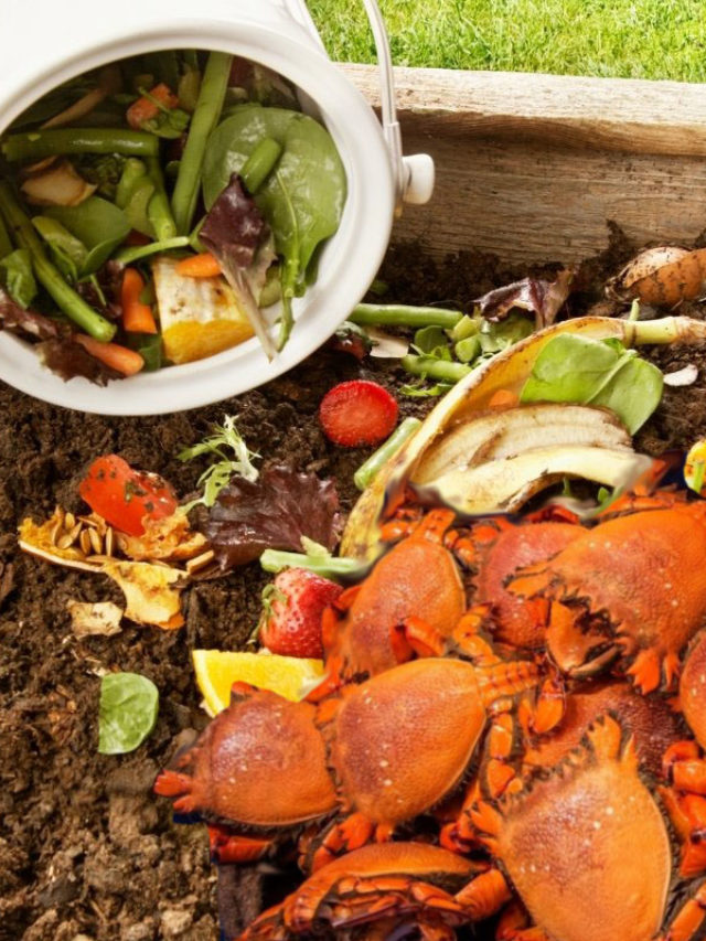 Using Crab Shells In Compost- A Detailed Guide
