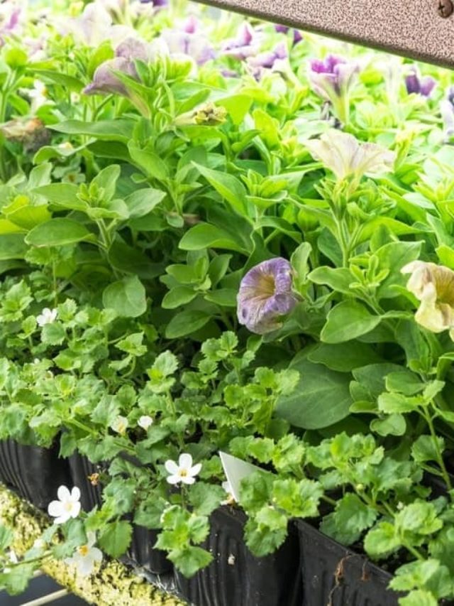 Timber Grow Lights For Plants Useful Info