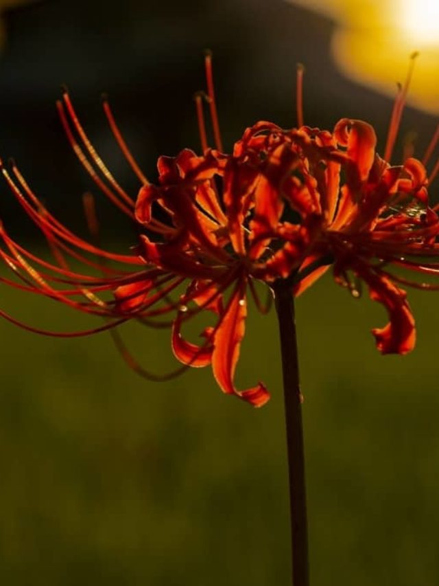 The Magnificent Red Spider Lily And All There Is To Know