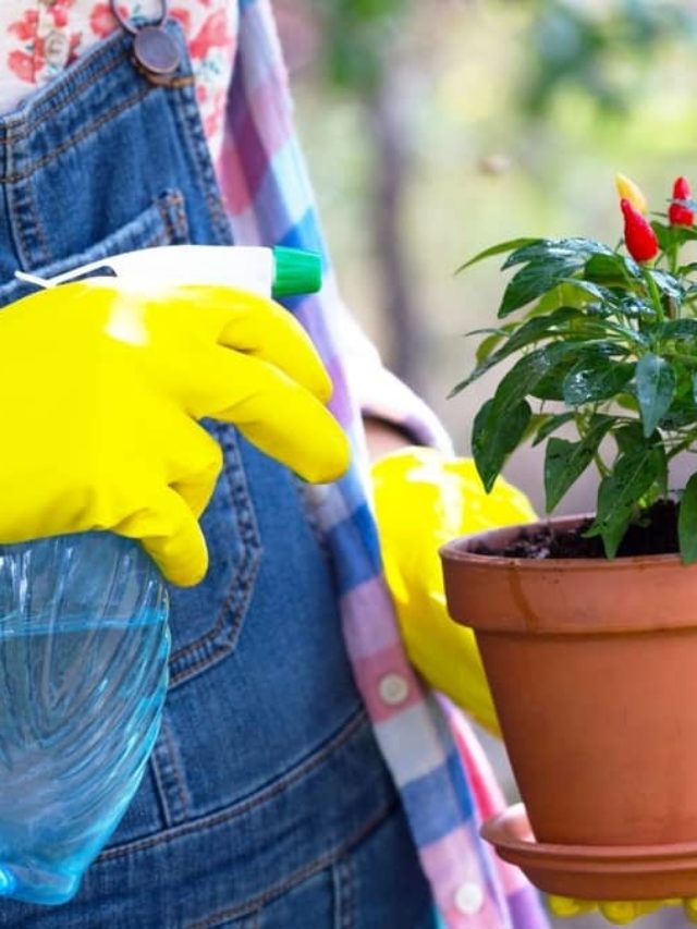 How Much Water Do Peppers Need?