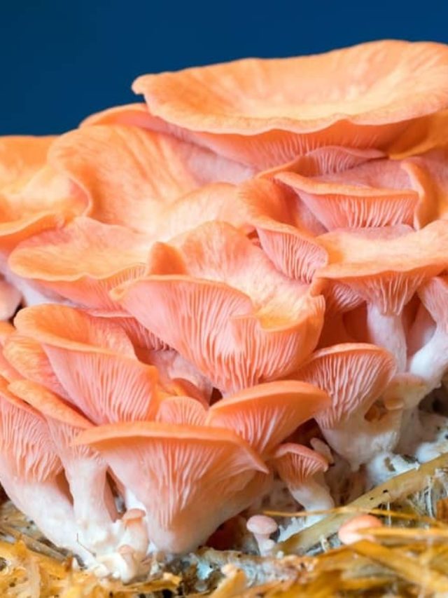 Is a Mushroom a Producer or What Can It Be Called?