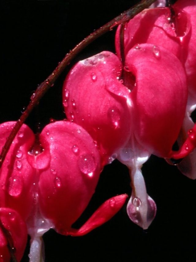 What Is The Bleeding Heart Flower Meaning?