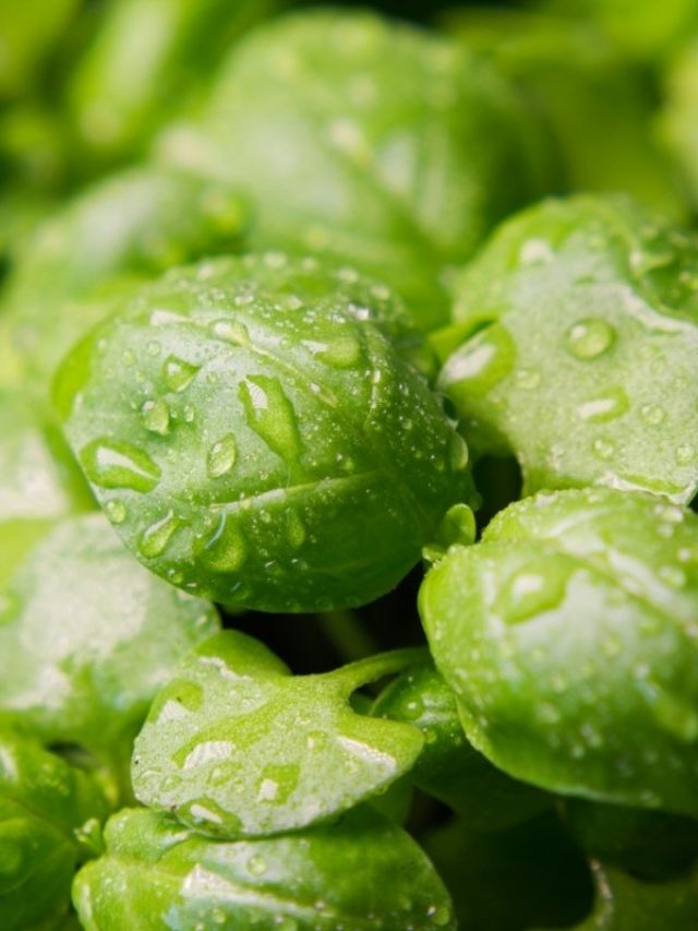 What You Need To Know About Basil Growing Temperature