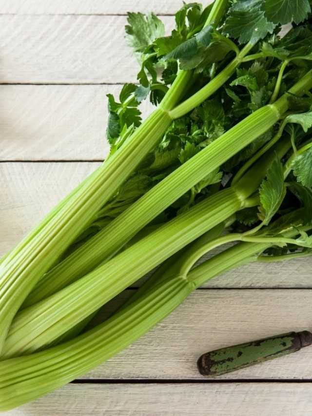 When To Harvest Celery