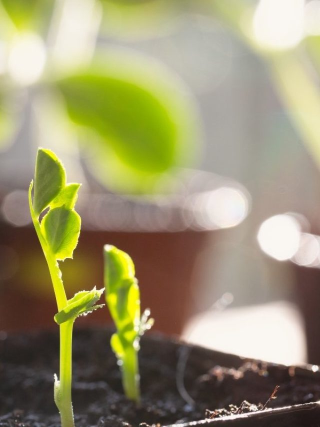 When To Put Light On Germinated Seeds