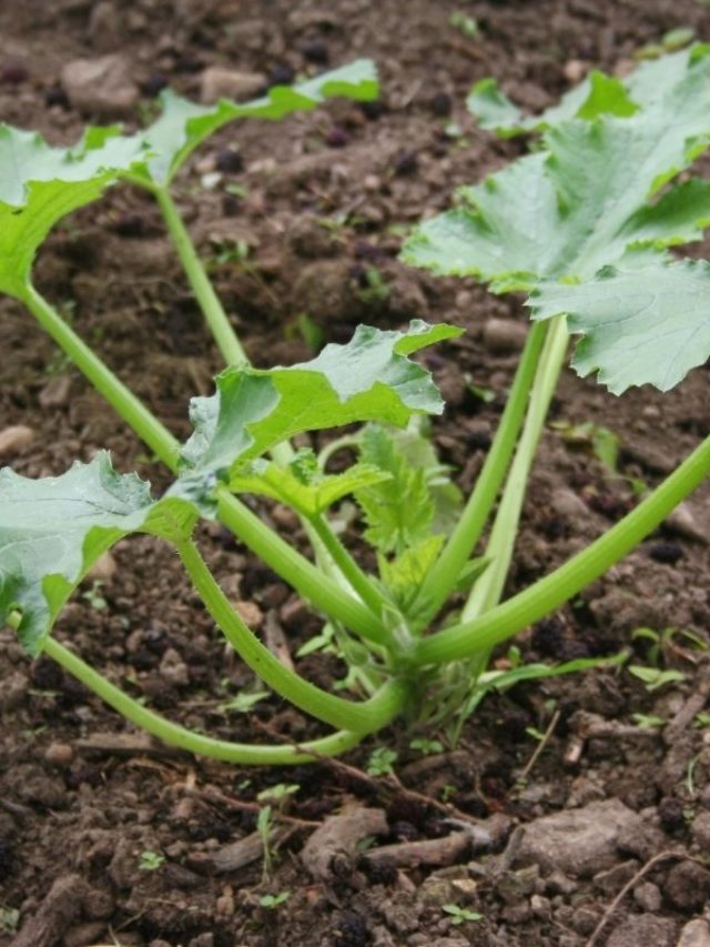 Zucchini Plant Not Producing: 4 Common Reasons?