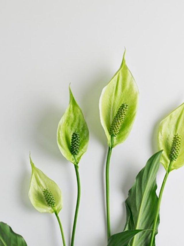 Peace Lily Yellow Leaves: Reasons And How To Fix It